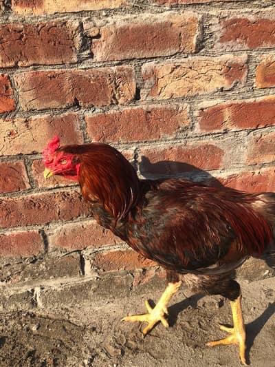 Best vaccined mainwali breeder pair