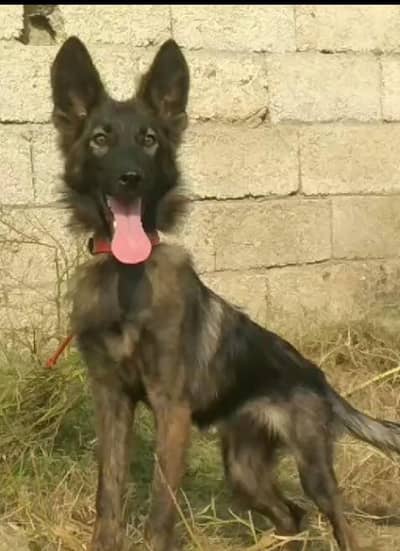 Belgium Shepherd female available for sale