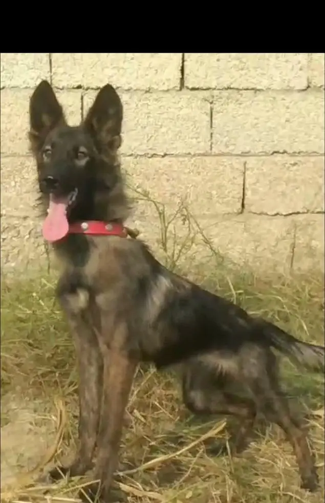 Belgium Shepherd female available for sale — photo 2