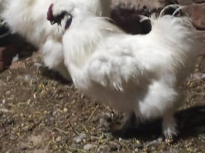 white silky h e n