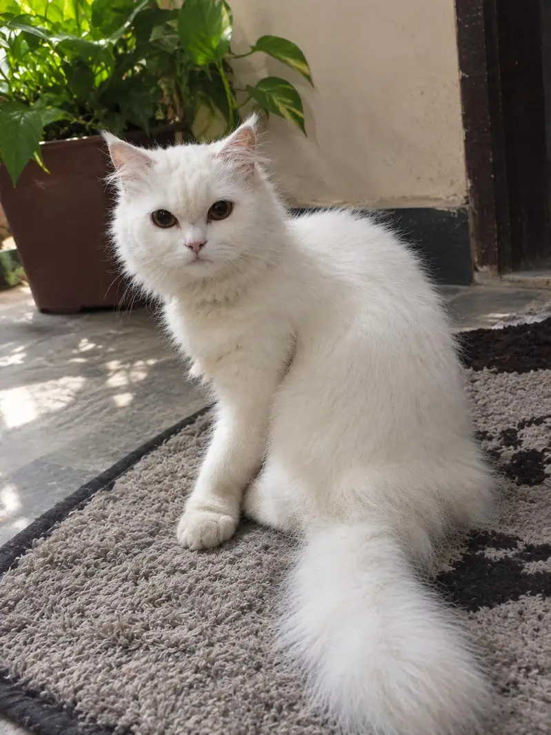 Persian Cat For Sell
