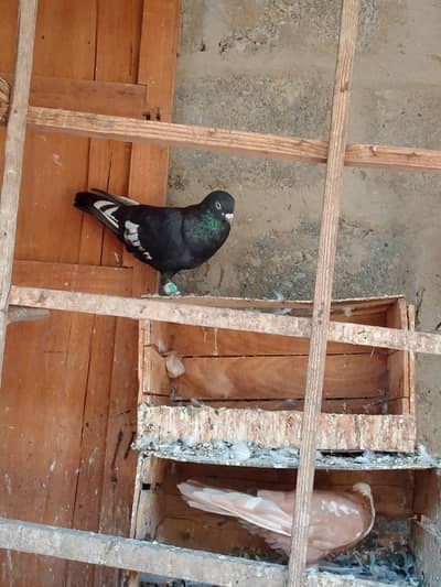 desi kabootar for sale