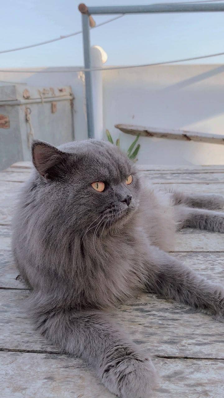 billi 0