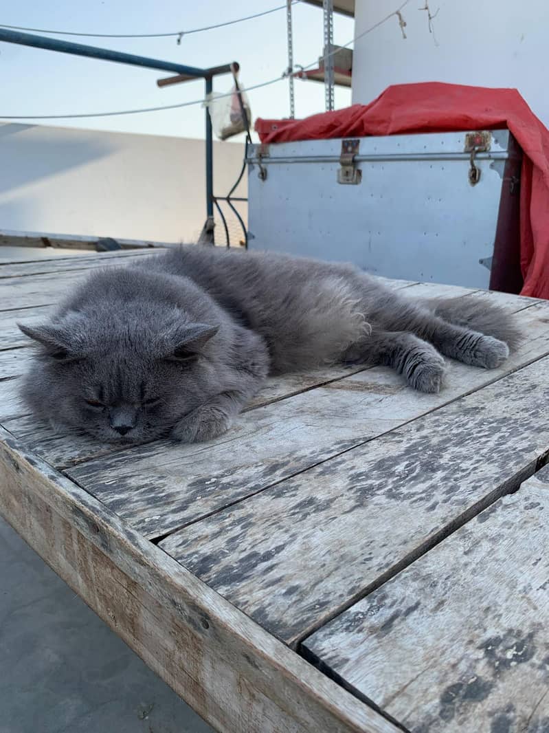 billi 1