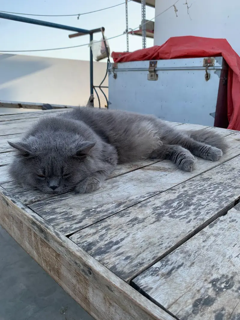 billi — photo 2