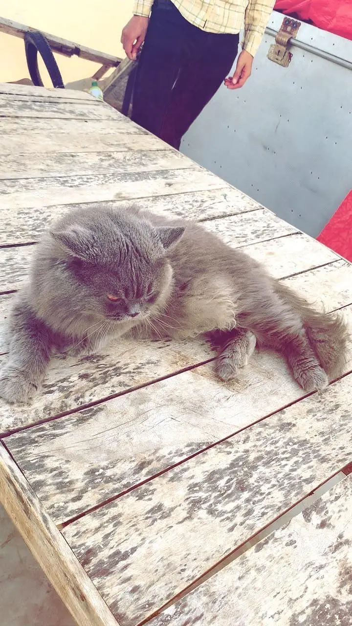 billi — photo 4