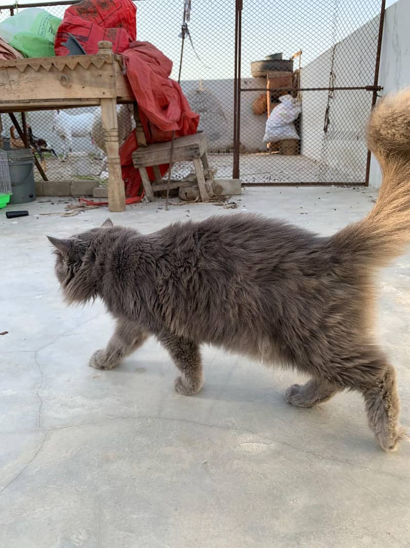 billi 5