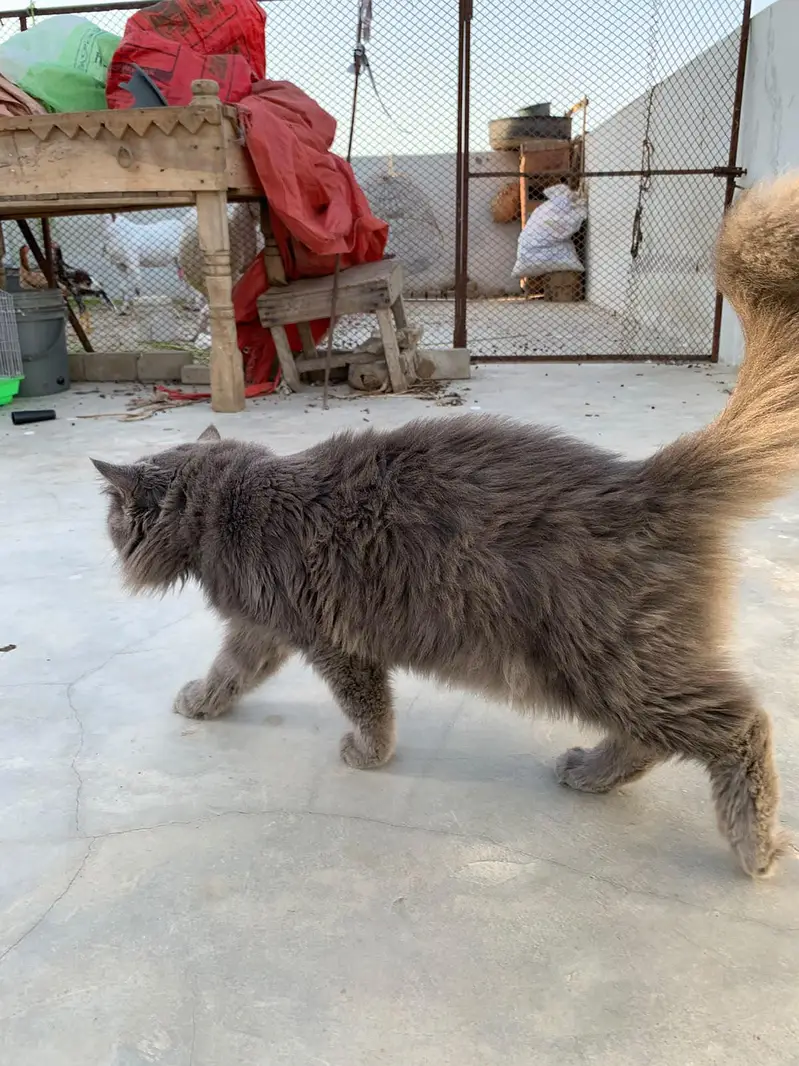 billi — photo 6