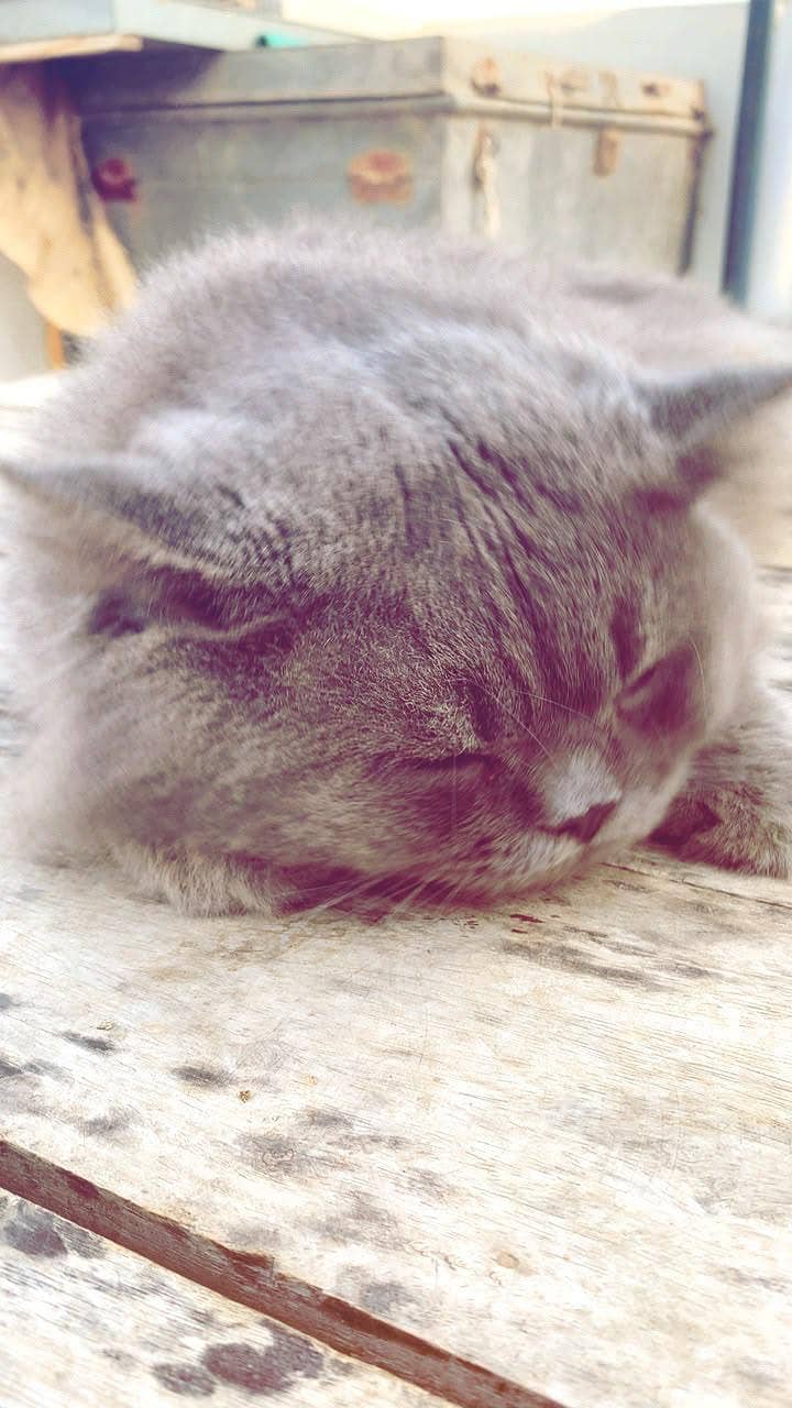 billi 6