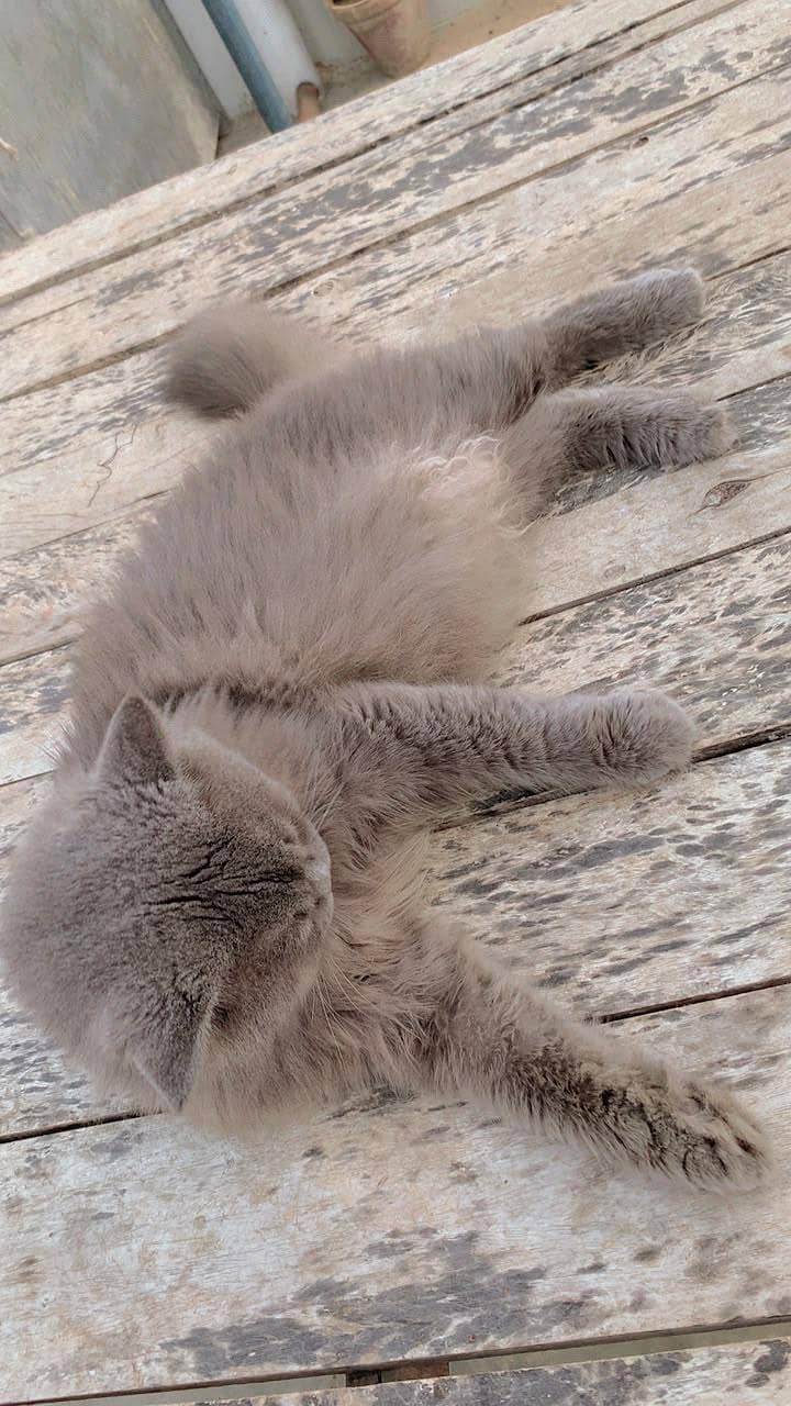 billi 7