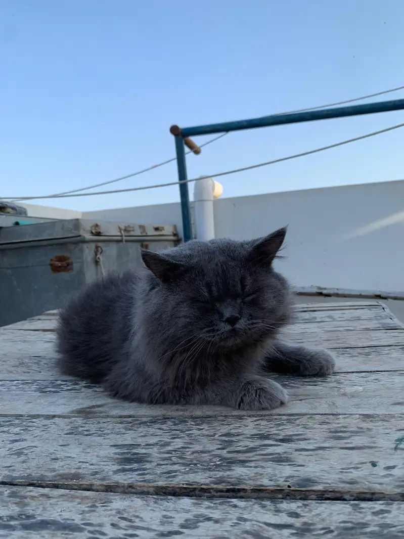 billi — photo 9