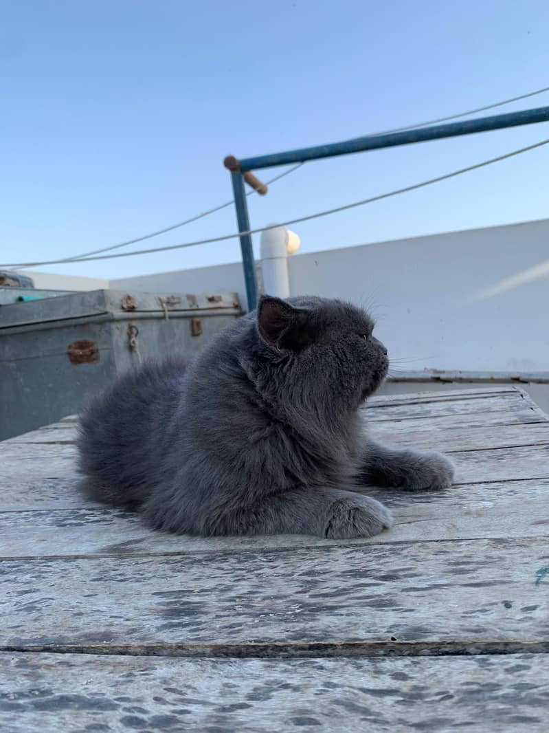 billi 9