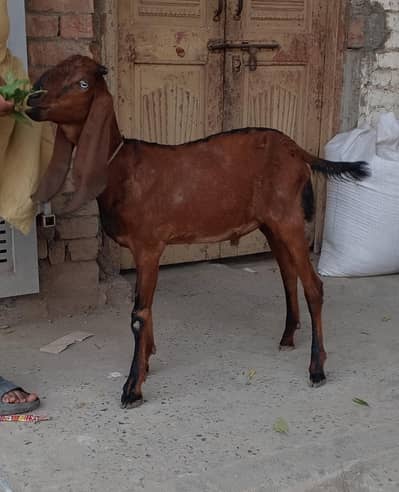 Nagr Bakra
