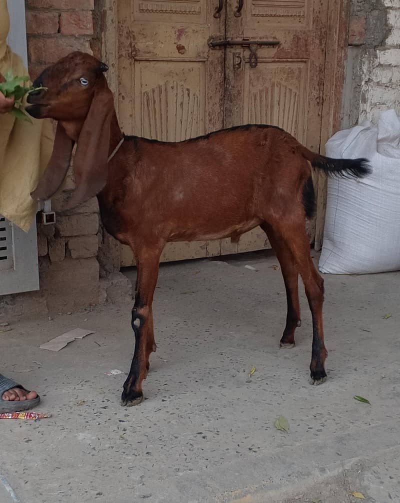 Nagr Bakra 1