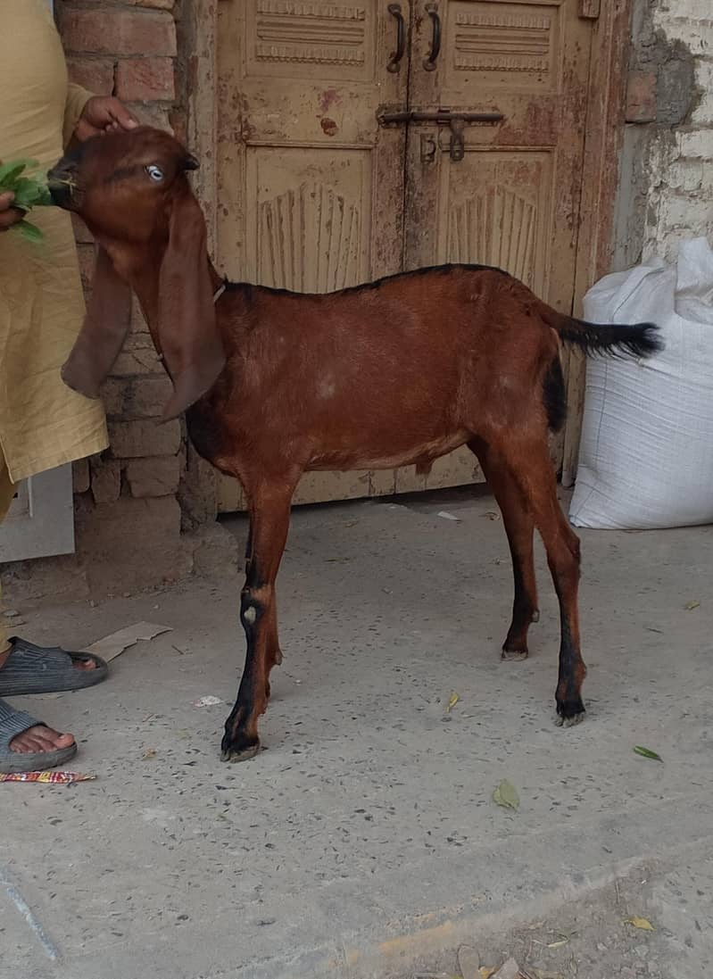 Nagr Bakra 2