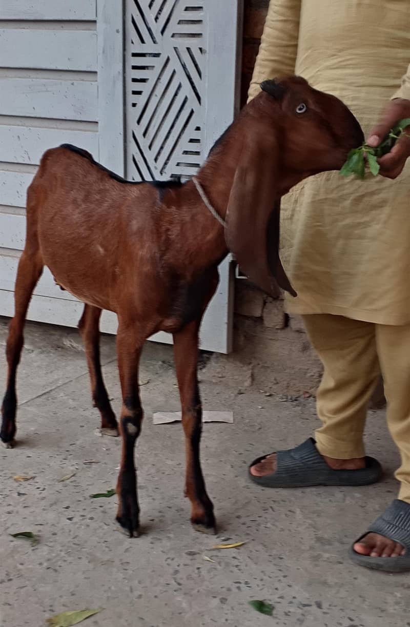 Nagr Bakra 3