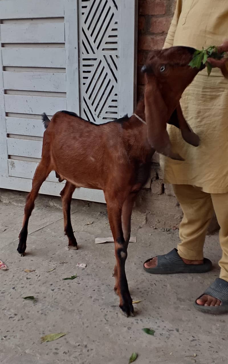 Nagr Bakra 4