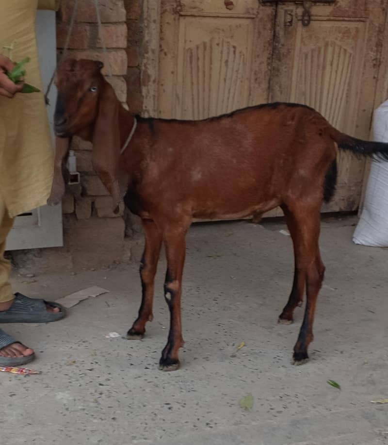 Nagr Bakra 5