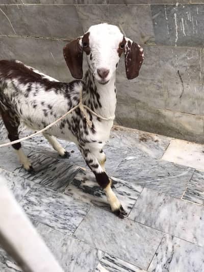 Goat Kid For Sell