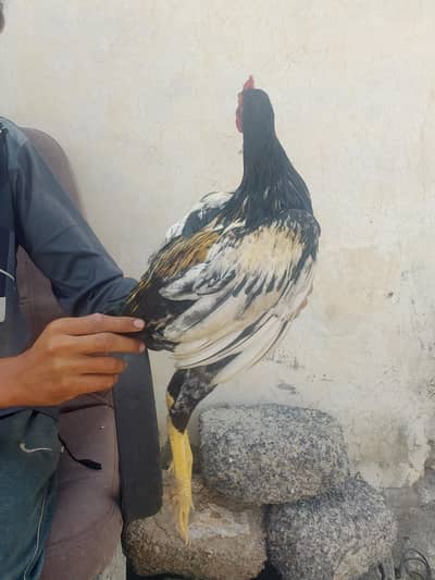 aseel pathe for sale