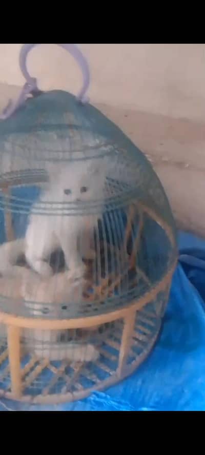 cats perion