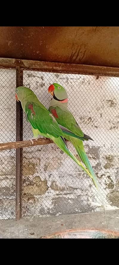 kashmir Parrot/ hand time taking pair