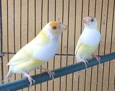 Mix finches Goldian banglise frosting pairs