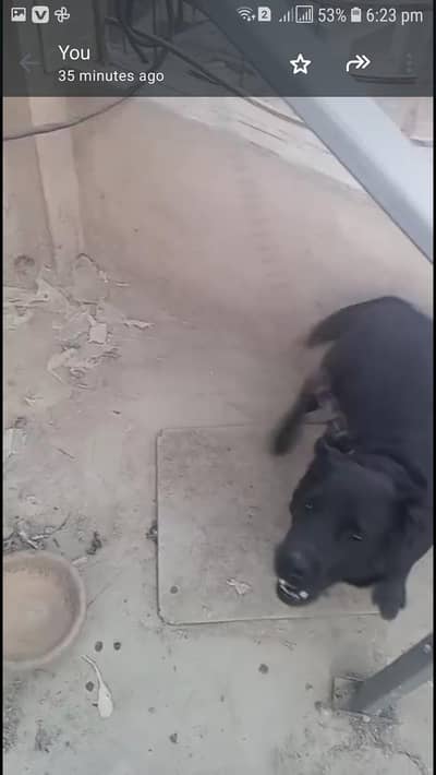 black Labrador fimail for sail no03448773974