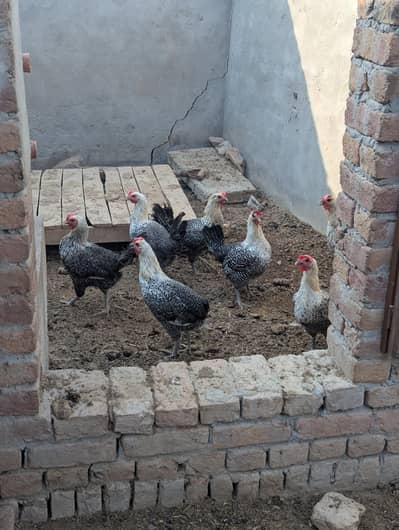 Desi hen full size