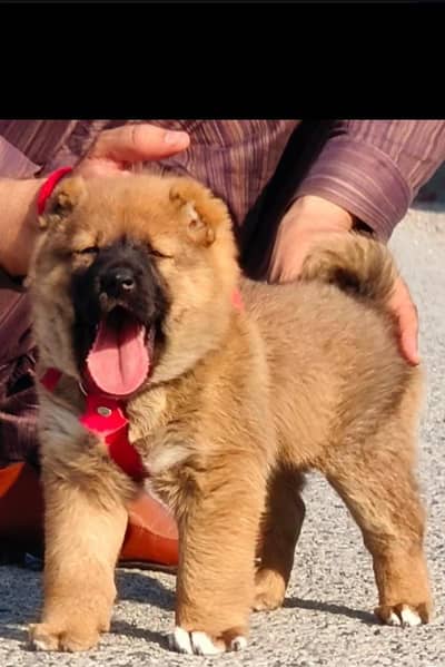 Turkish kangal male for sale age 2 month