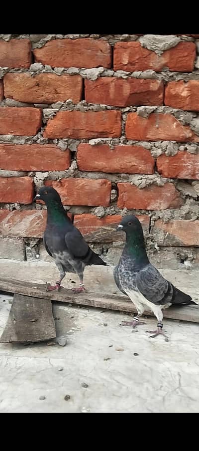 perwazi Chapra Sharka or Neela garanti wale 2 Male pathy