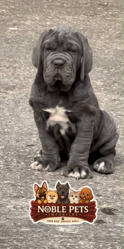 Neapolitan mastiff puppies pedigree with international passport