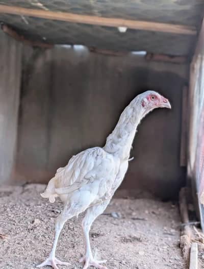 Paper white Heera quality female for sell Whatsapp: 03159640025