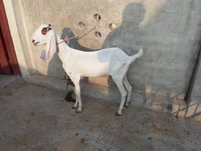 Betal bakri