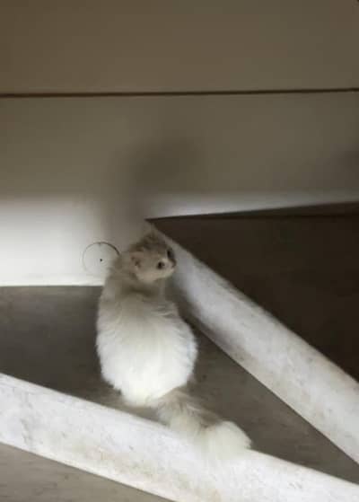 Triple coat persian cat