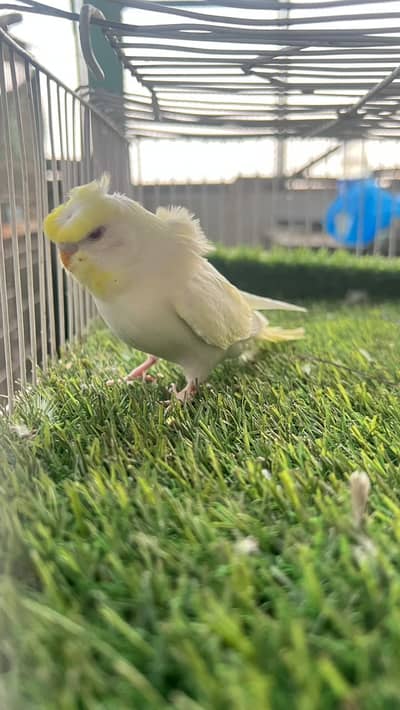 Top Quality Hagoromo Budgies (Single & Disturbed Flower)
