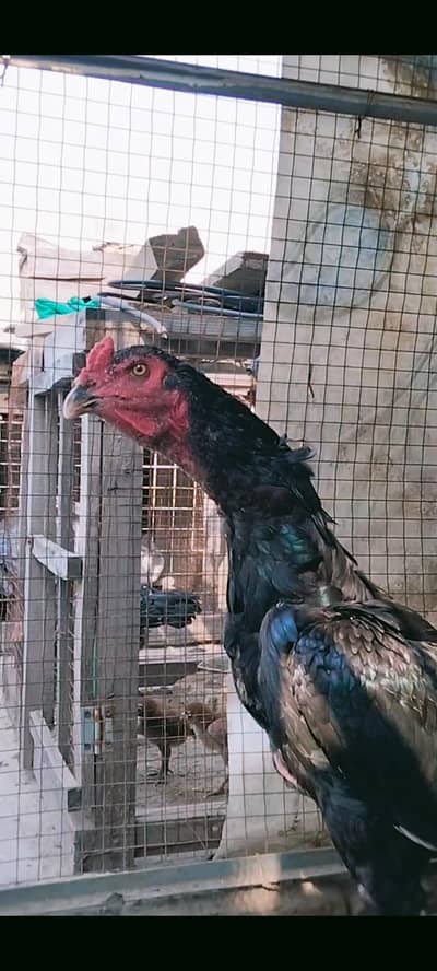 Aseel thai black pair available