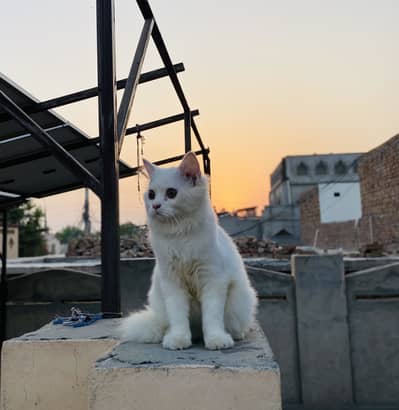 persian cat