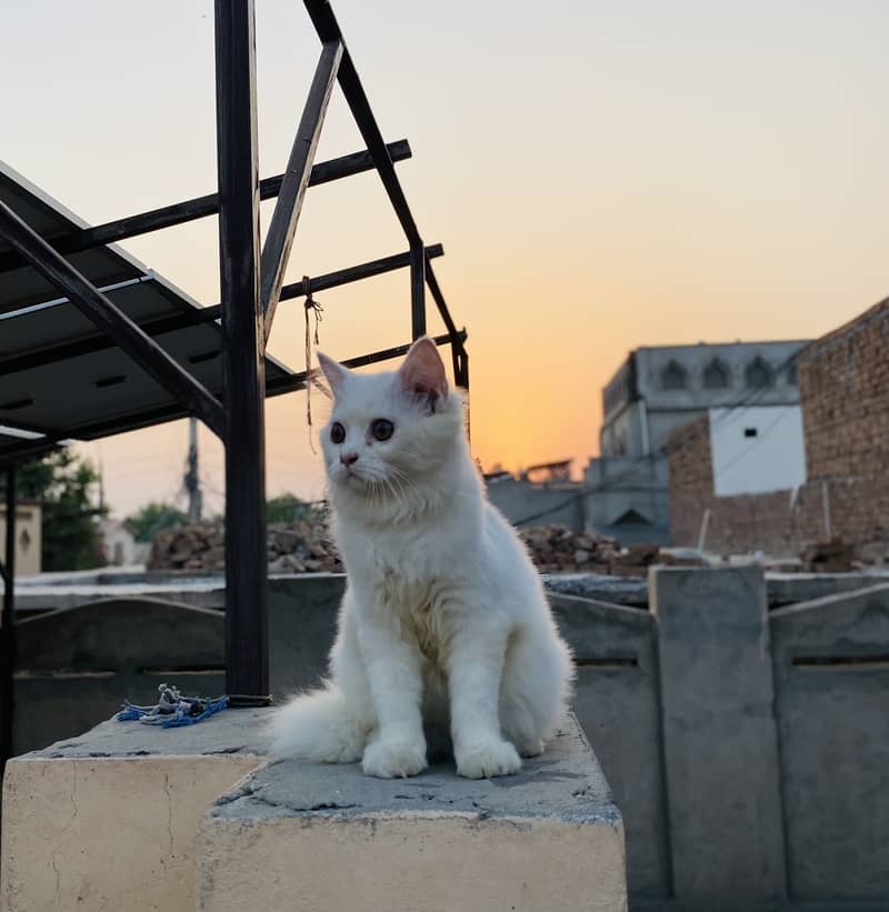 persian cat 0