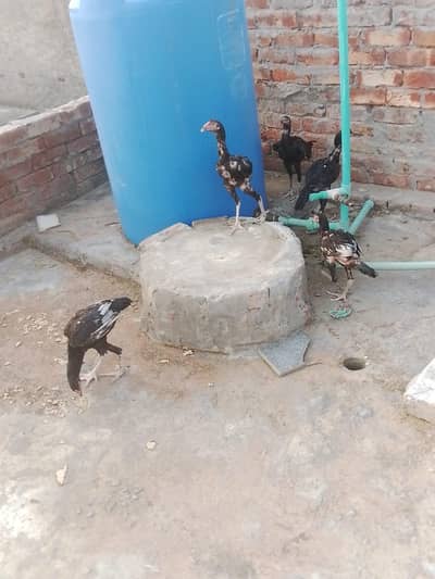 mashallha pure full long hight pathay for sale wts. no 03088208731