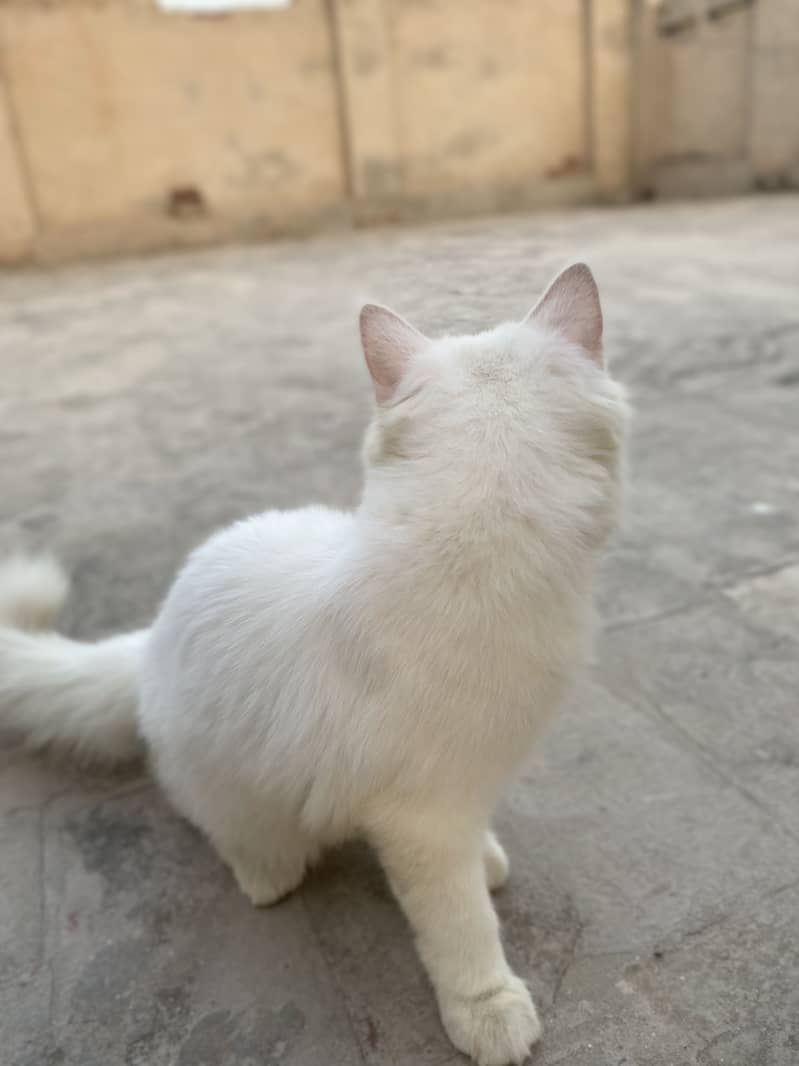 persian cat 1