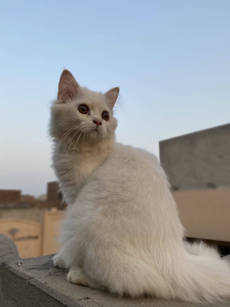 persian cat 2