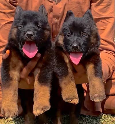 German Shepherd long coat male and female available for sale