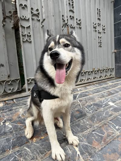 Male 10 months double coat husky
