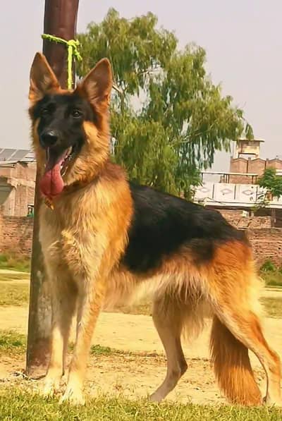 Belgium Shepherd female available for sale age 10 month
