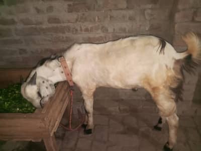 tedy bakra hy qurbani py Laga jea ga