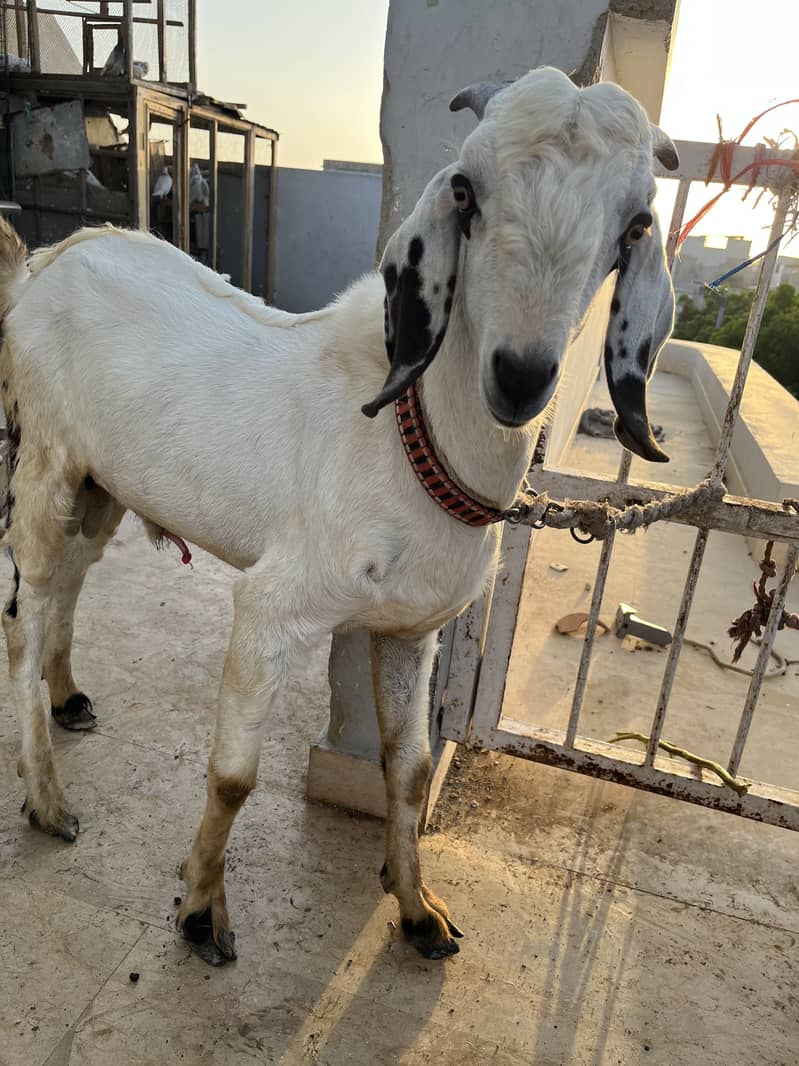 Barbari Tedda 3