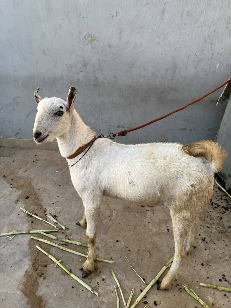 Barbari Tedda 5