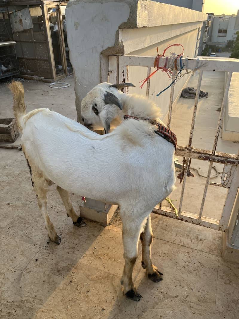 Barbari Tedda 6