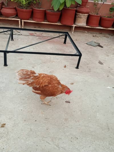 Home breed Murga